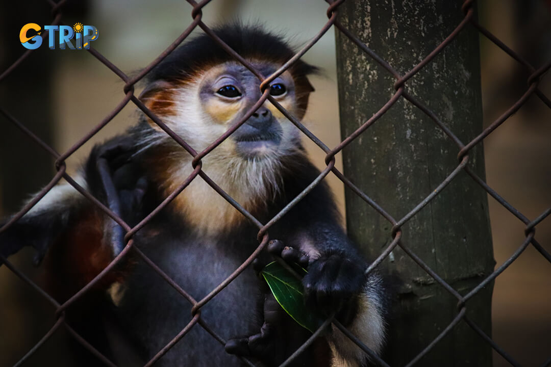 Delacour’s langur in Cuc Phuong National Park