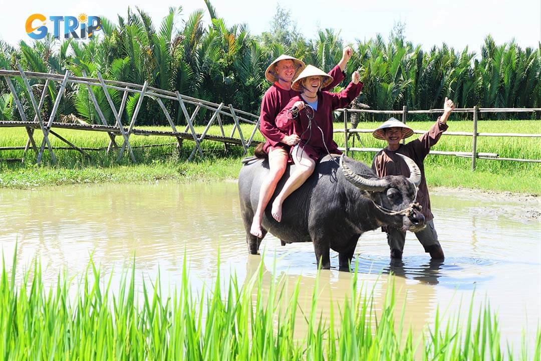 Experience the charm of rural Vietnam with a thrilling buffalo ride through Hoi An Coconut Village’s peaceful countryside