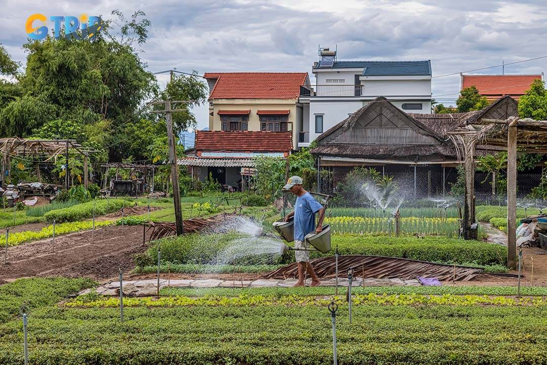 Experience traditional farming at Tra Que Herb Village by sowing seeds, fertilizing with organic compost, and connecting with local farming practices