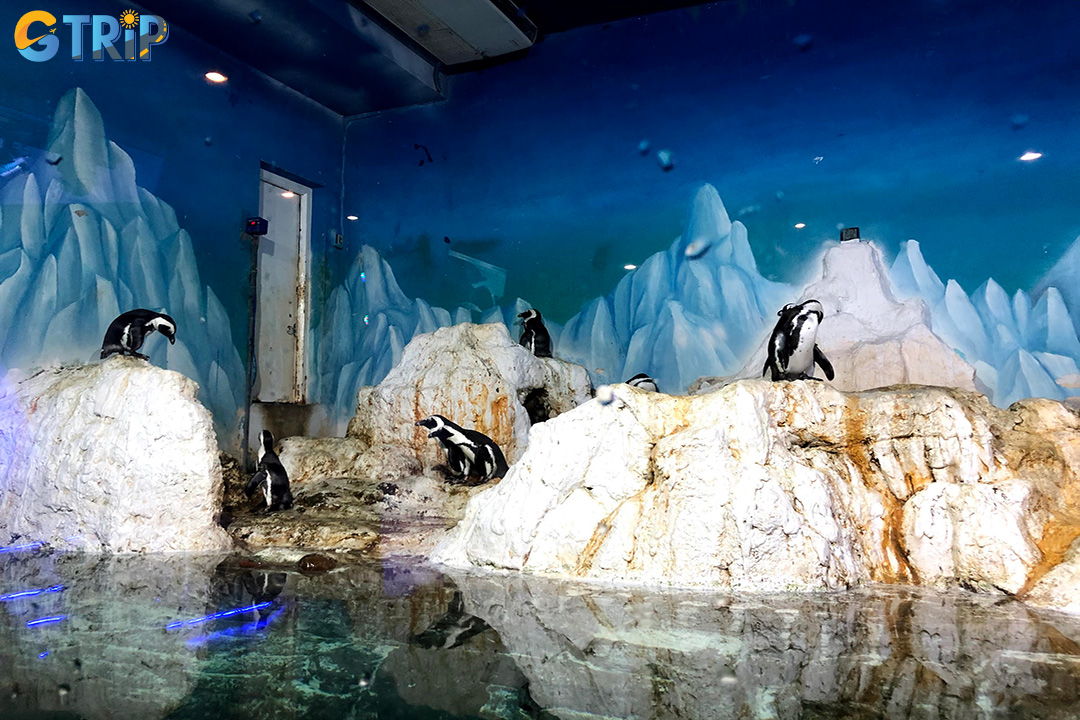 Explore Hanoi Aquarium’s vibrant underwater world with 3,000+ marine creatures, an ocean tunnel, and family-friendly dolphin and seal shows