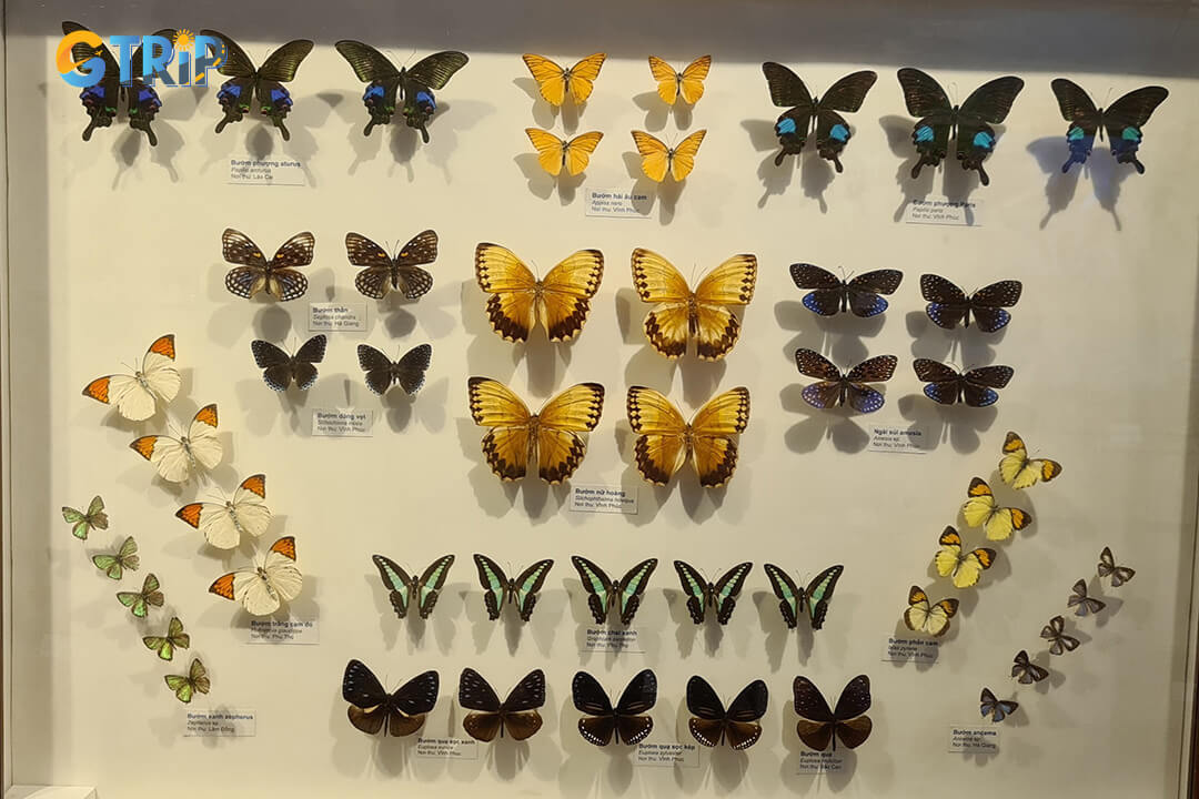 Explore nearly 1,400 curated specimens, tracing 3.6 billion years of evolution and showcasing Vietnam’s rich biodiversity across all major life forms