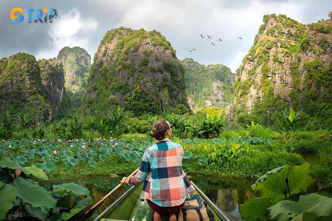 Explore Ninh Binh's breathtaking lotus fields with a boat tour