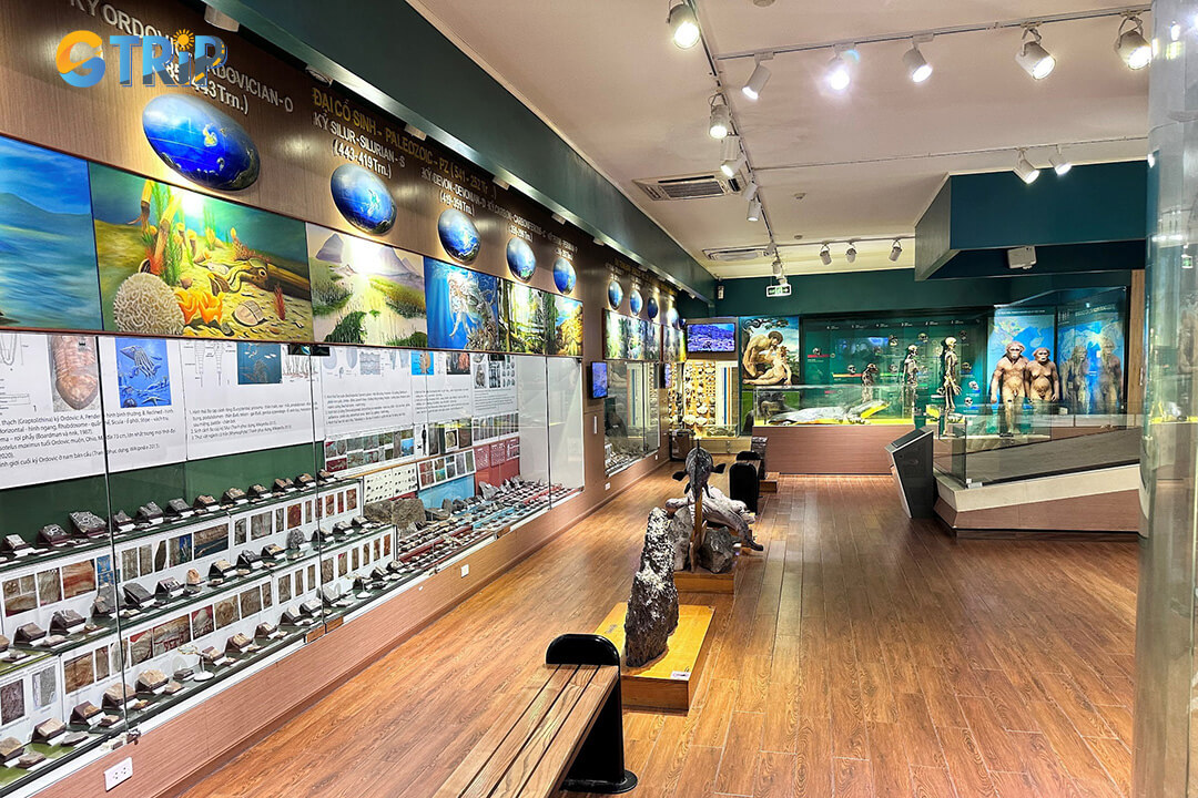 Explore seven themed exhibition zones at the Vietnam National Museum of Nature, each offering a unique window into Earth’s life forms