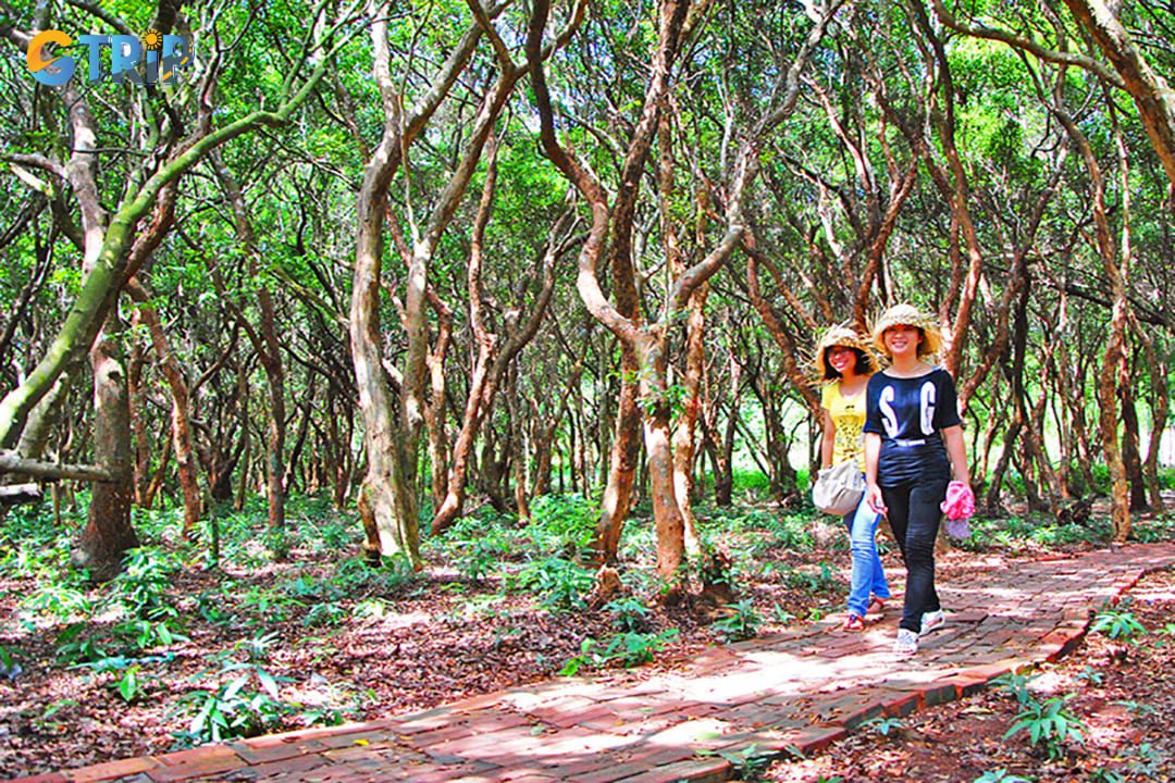 Exploring Tram Forest on Quan Lan Island offers a variety of options, depending on your interests