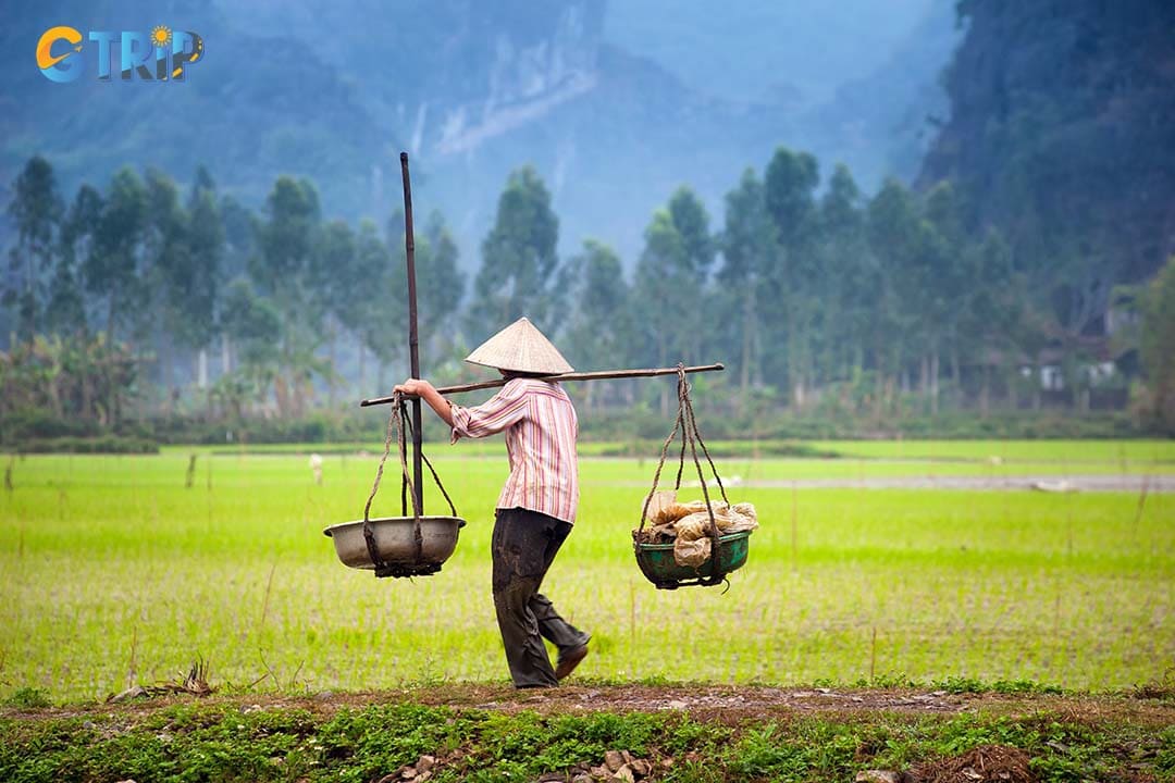 Farmer carries rice fields in Trang An, with a majestic mountain background and peaceful scenery typical of the countryside