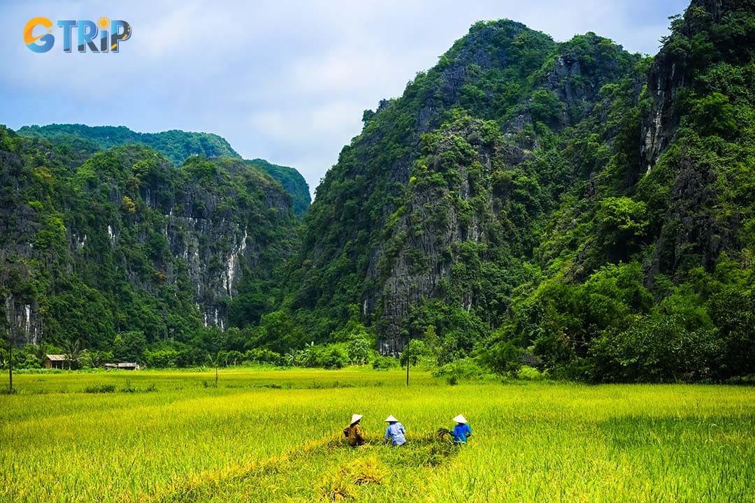 Farmer harvesting rice on a field in Ninh Binh