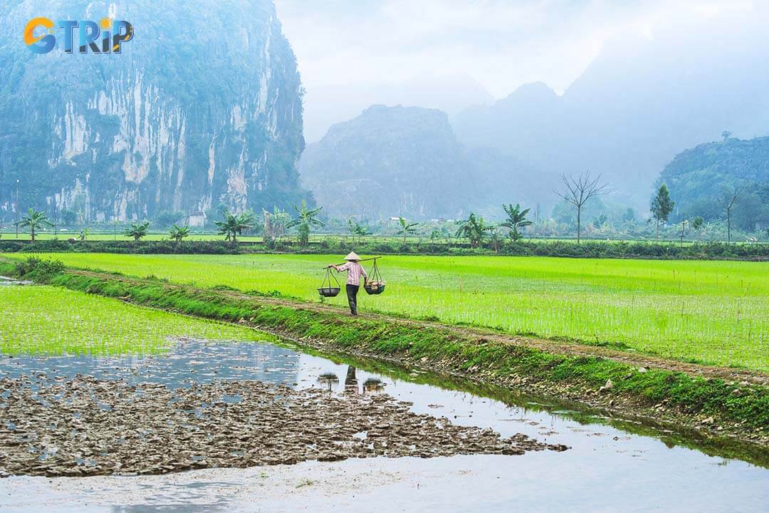 A farmer toils in the misty morning, bringing life to Ninh Binh’s serene and timeless rice fields