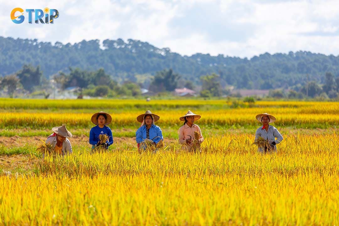 Farmers in Ninh Binh face challenges from climate change and urbanization, but eco-tourism offers hope for preserving the rice fields and local culture