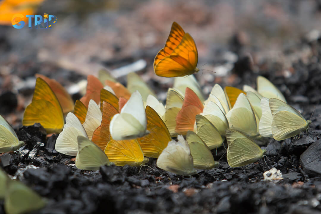 Fauna in Cuc Phuong National Park