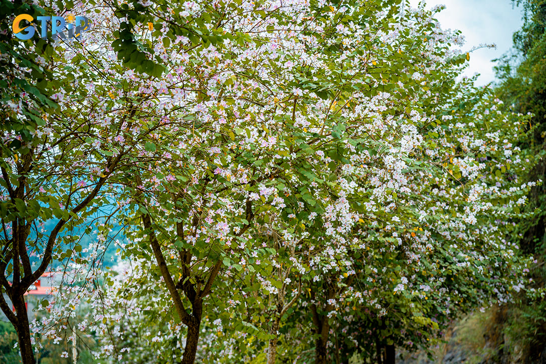 February marks the beginning of spring in Hanoi, when the city transforms into a colorful floral paradise