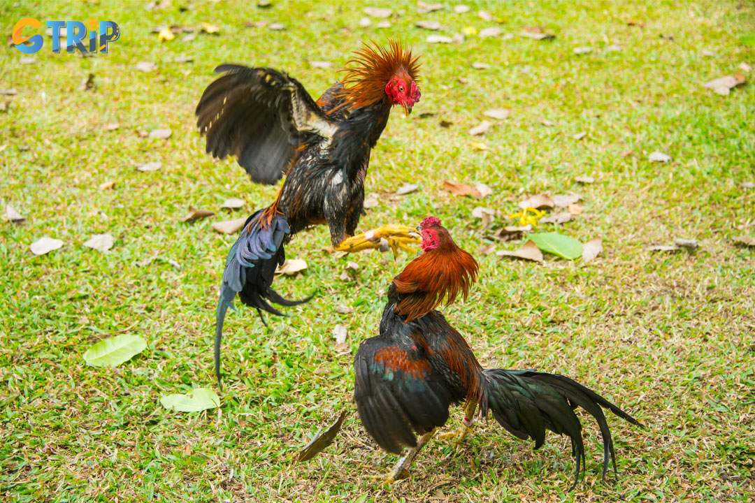 Cockfighting was organized to uplift the soldiers' spirits and boost their morale
