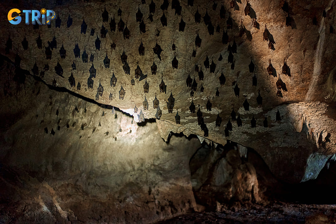 Flocks of bats inside the Bat Cave