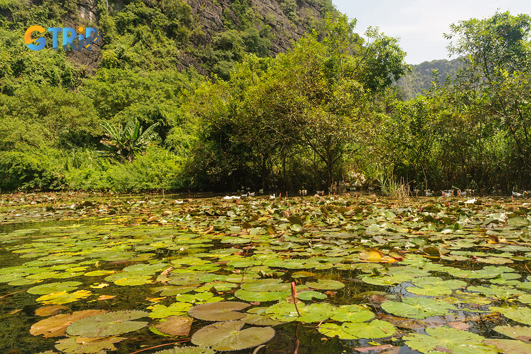 Many diverse types of plants grow well in Thung Nang creating a rich flora