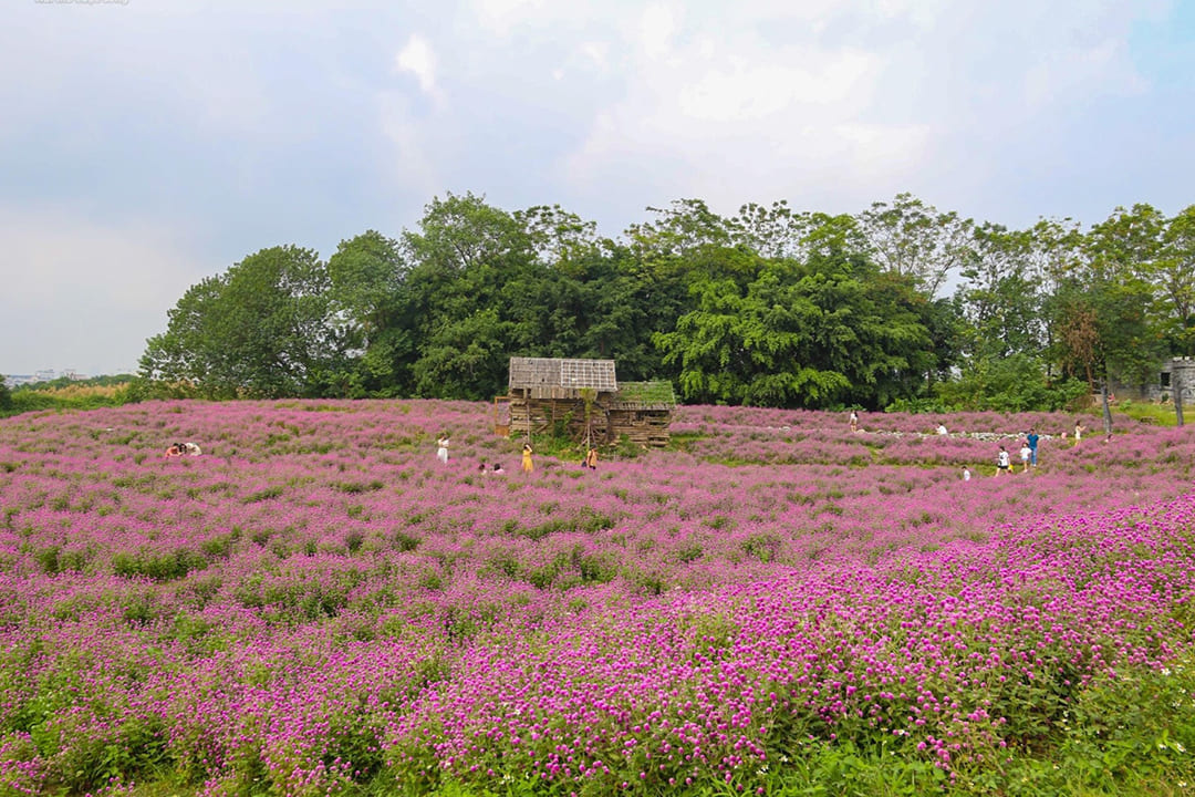 Top 9 Most Beautiful Flower Gardens in Hanoi You Should Visit