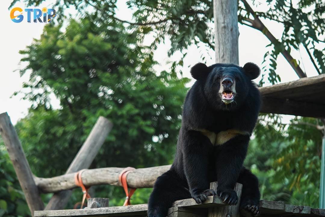 The bear's name is Freddie