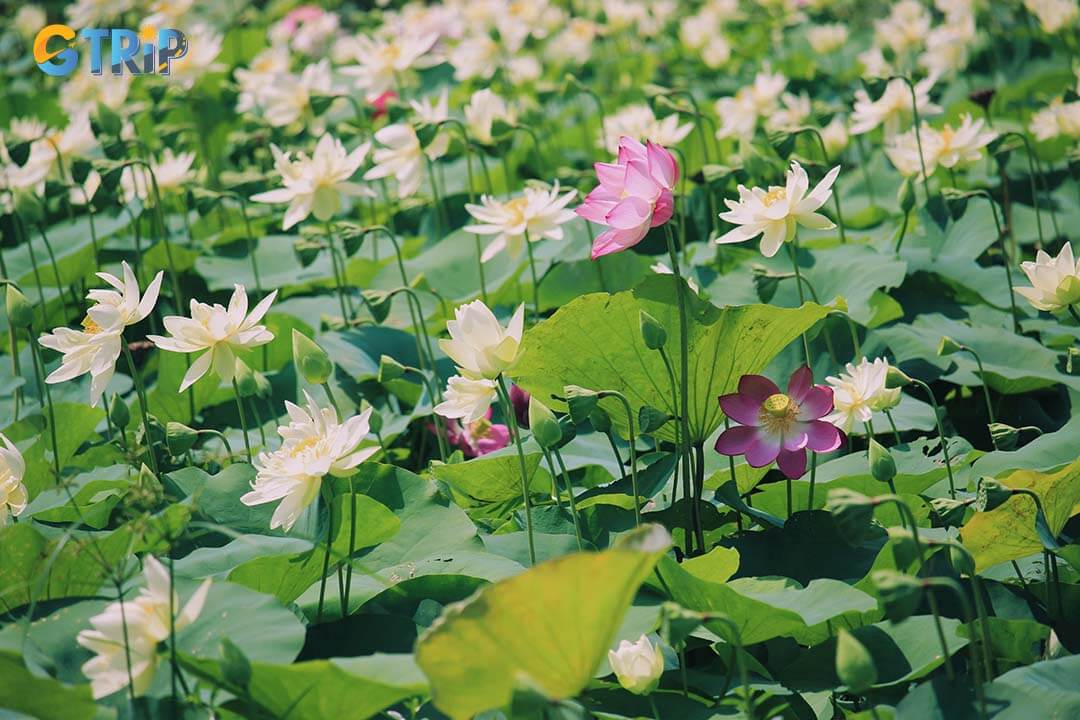 From May to July, Ninh Binh's lotus season features warm, humid weather with occasional rain showers