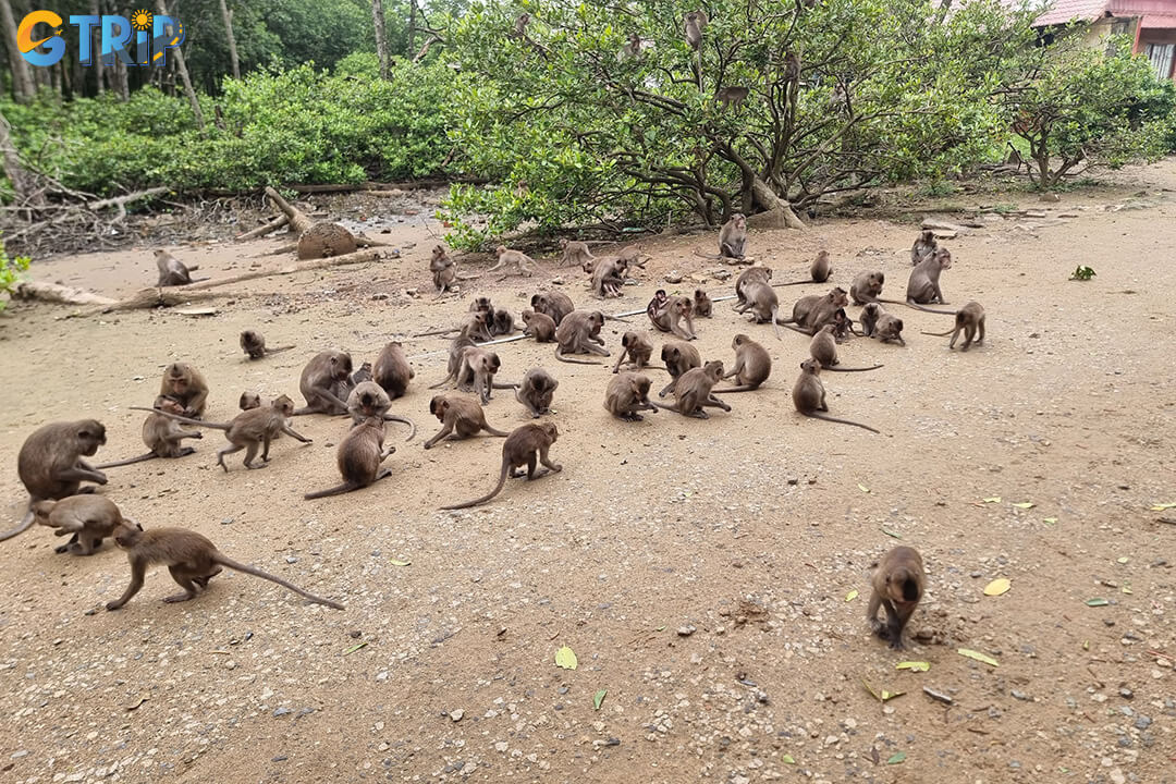 Getting to Can Gio from Ho Chi Minh City is easy, with options like motorbike, car, bus, or guided tour, including a scenic ferry crossing at Binh Khanh Ferry