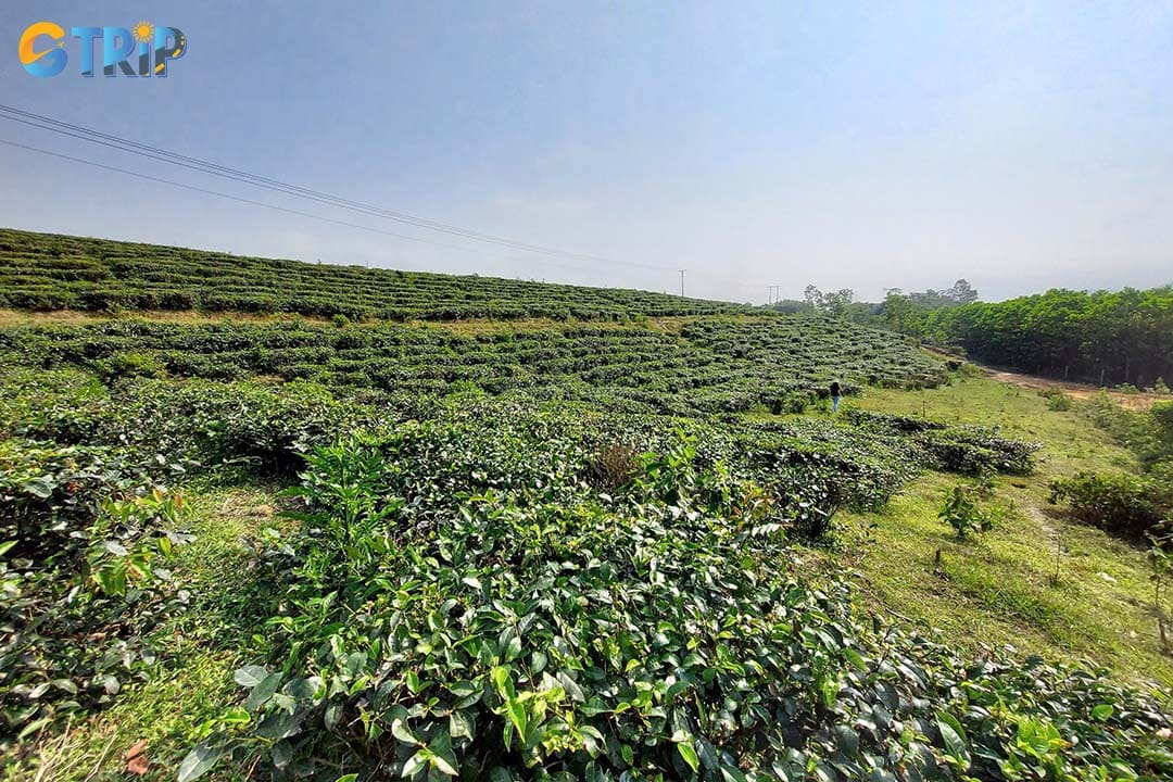 Getting to Dong Giang Tea Hill offers some of the most scenic views in the region