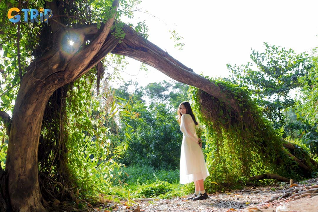 Go Vap Cultural Park is a favorite for photographers thanks to its lake, lush greenery, and old trees, with golden-hour light in the early morning and late afternoon