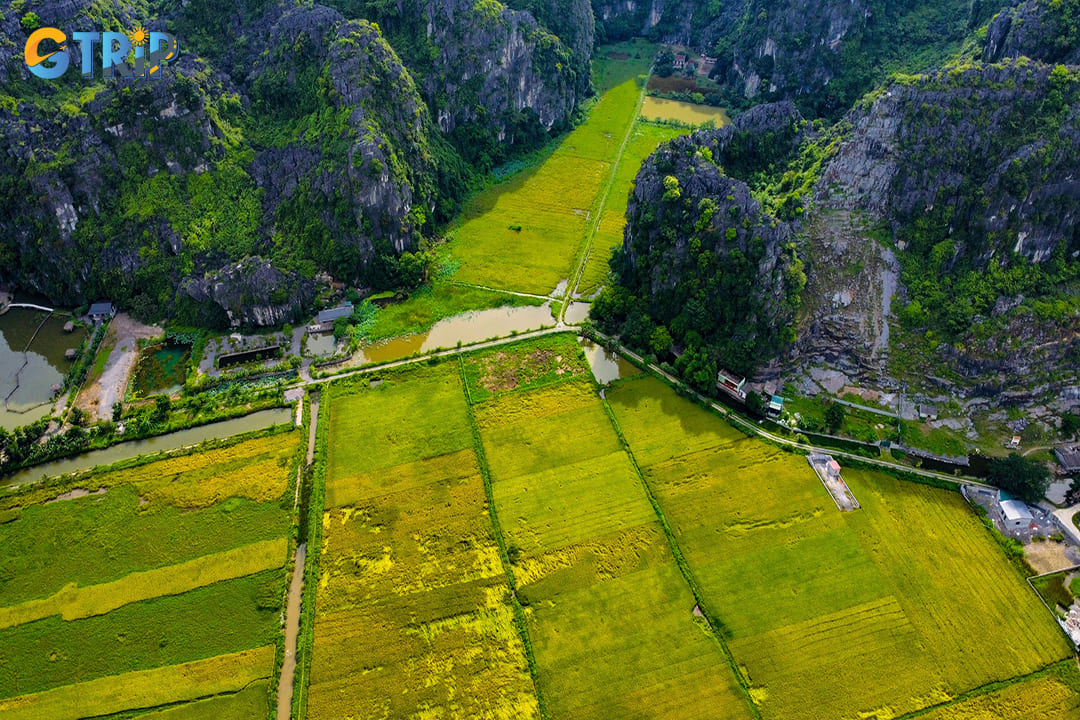 Golden remnants of the harvest create stunning contrasts against the dramatic limestone karsts