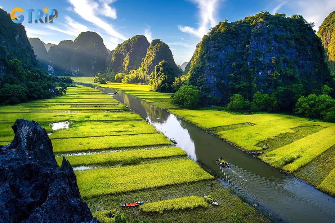 Golden rice season Tam Coc