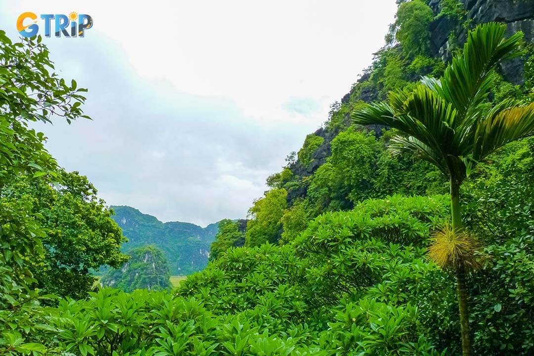 Green landcaspe at Thai Vi Temple