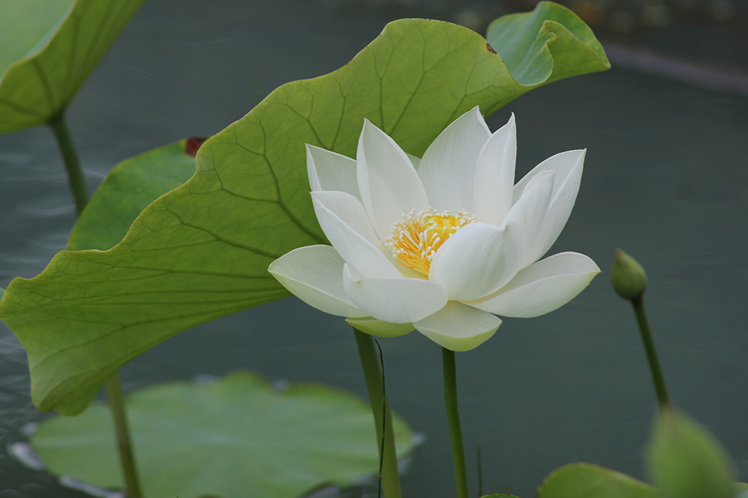 Hoa Hao Buddhism Founding Day Anniversary 2025