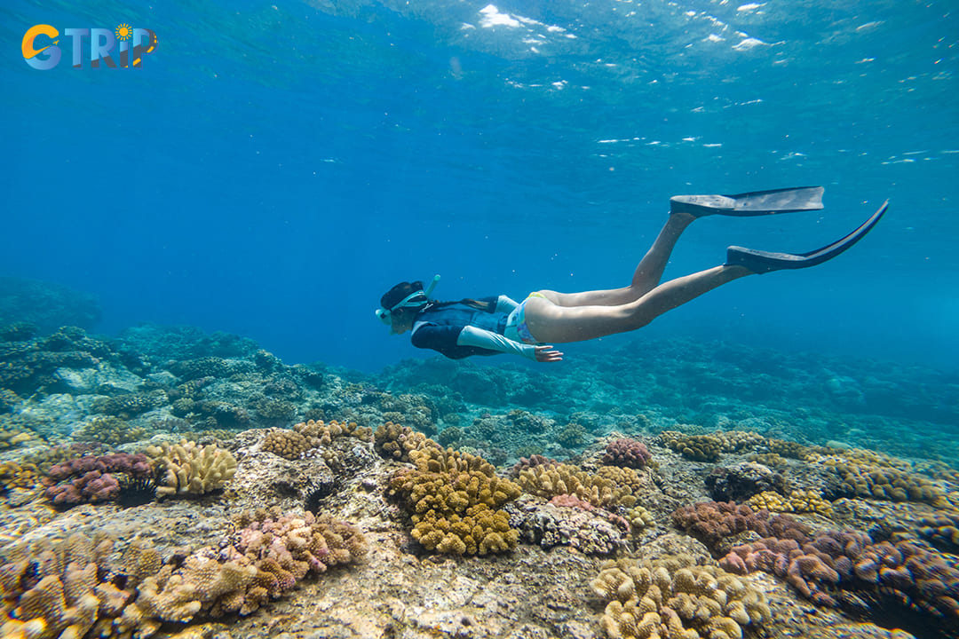 Ha Long Bay’s underwater landscapes feature a captivating combination of natural wonders