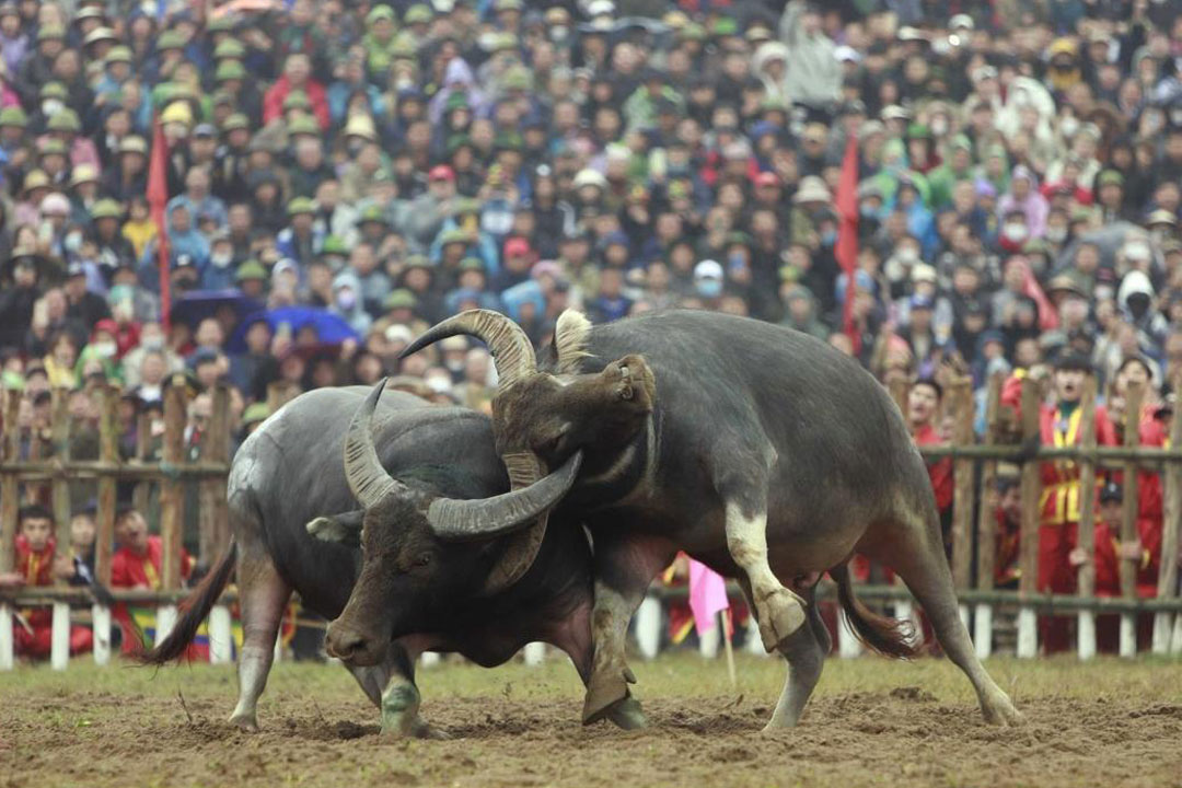 Hai Luu Buffalo Fighting Festival 2026