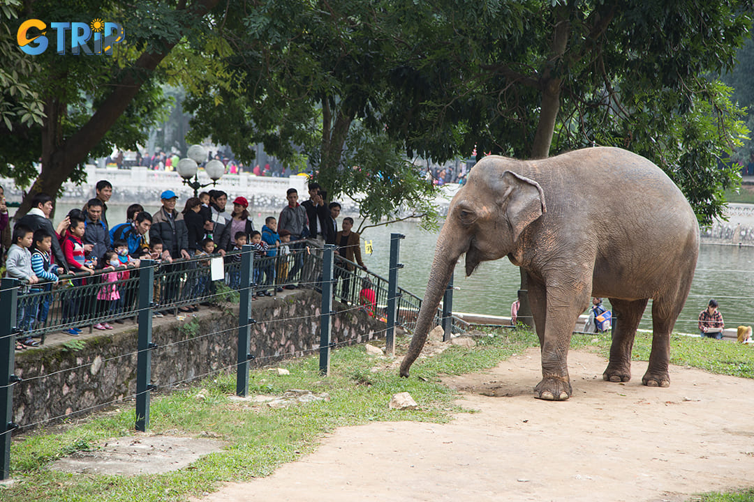 Hanoi comes alive with special events and activities for children at public parks like Lenin Park and Thu Le Zoo