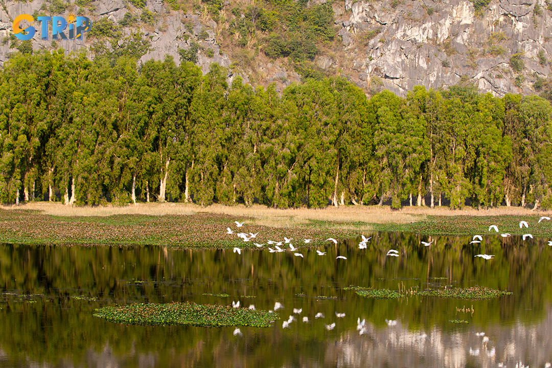 Hiking in Van Long offers a view of beautiful landscapes with birds