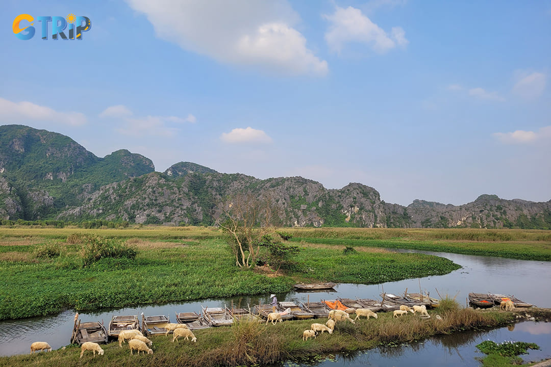 Hiking in Van Long offers you chances to observe diverse wildlife