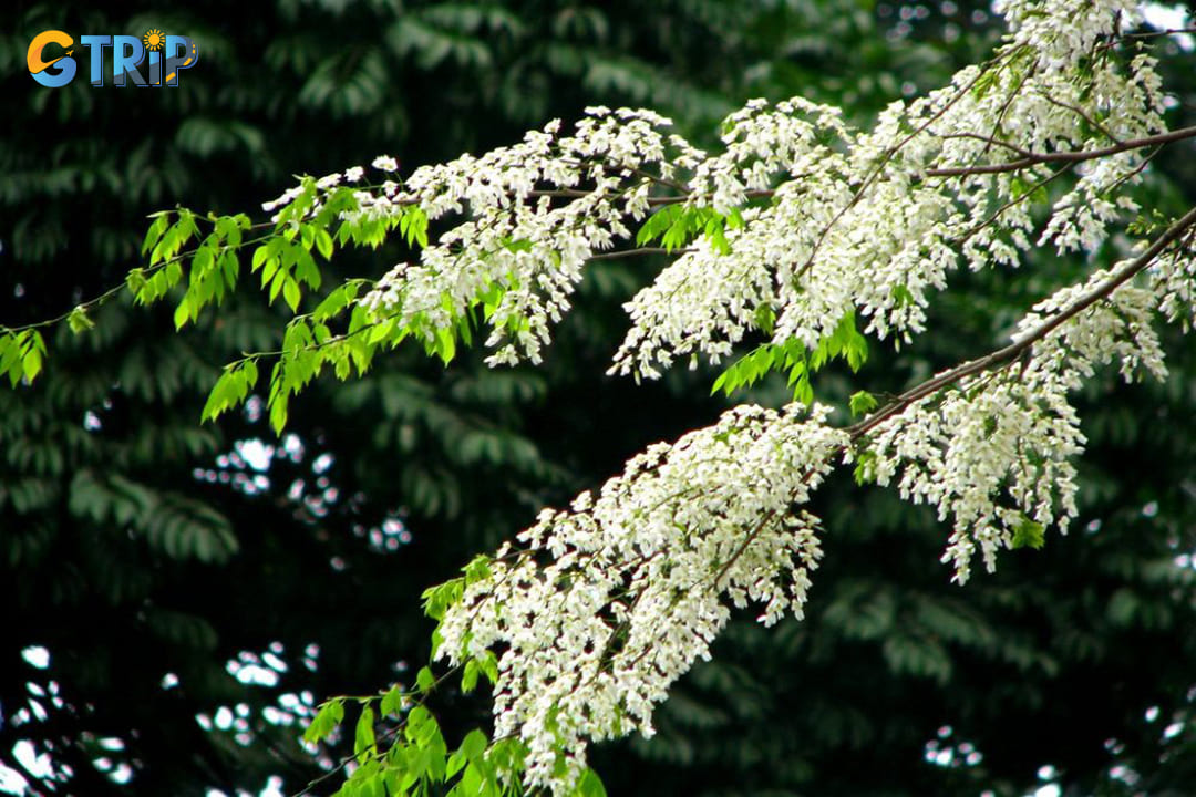 Hoa sau (Dracontomelon Duperreanum tree's flowers) blooms beautifully in July