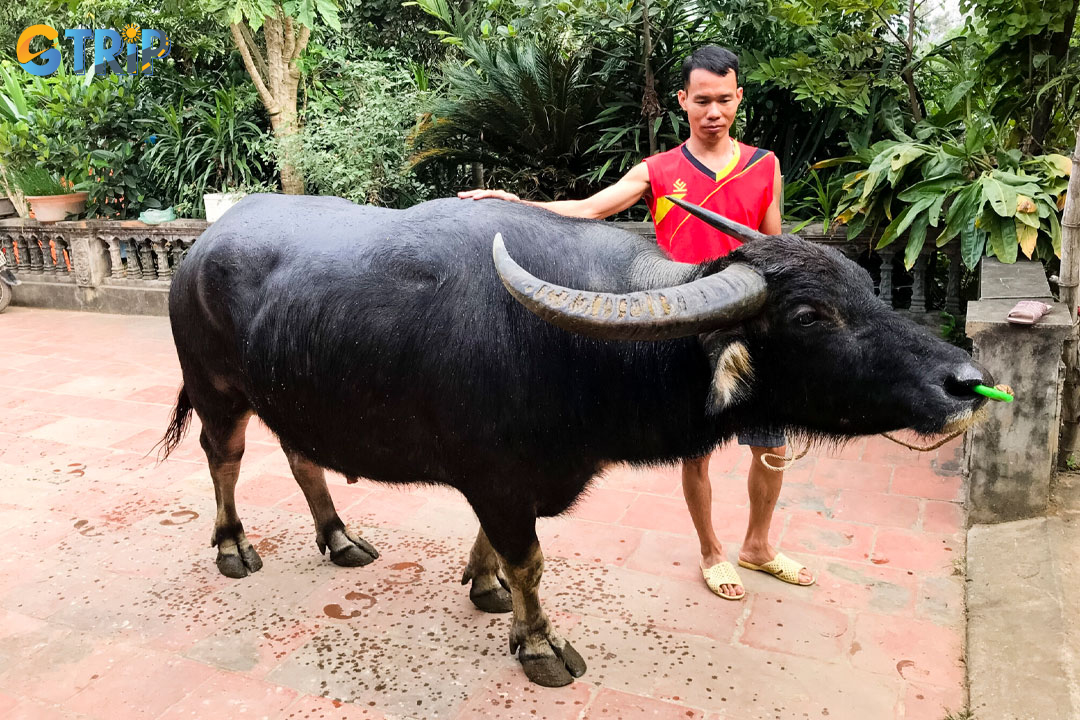 Around April, breeders search nationwide for the strongest buffaloes