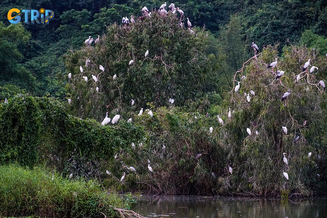 Hundreds of white stork birds nest for the night in trees on calm river in Thung Nham 