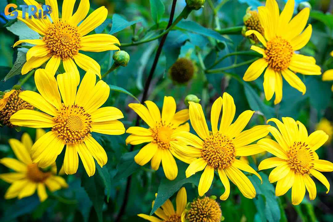 In November, Hanoi glows with golden wild sunflowers, offering peaceful beauty and photo-worthy strolls through parks and riverbanks touched by seasonal charm