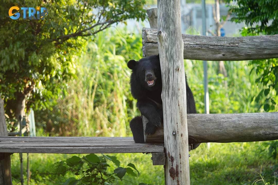 The bear's name is Keo, and he looks comfortable on this wooden plank