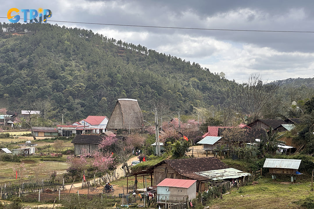 Kon Pring Community Tourism Village is a picturesque and culturally rich destination situated on the Mang Den plateau