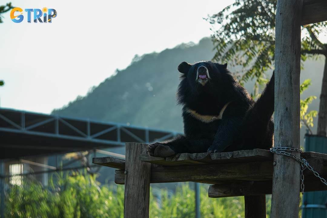 The bear's name is Lili