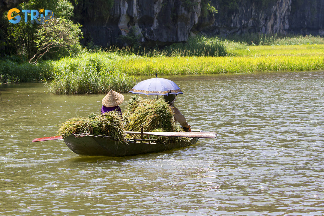 Local people are working on the rice field