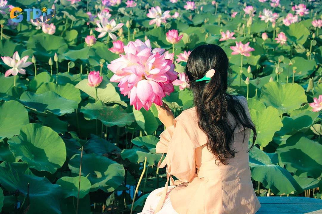 Vast lotus fields in Ninh Binh bloom in vibrant pink and green, creating a picturesque and fragrant setting that captivates visitors