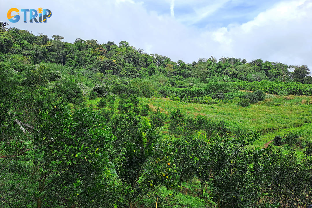 Mang Den is famous for its organic black oranges, a specialty fruit grown in the region’s fertile soil and cool climate