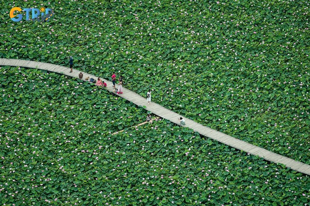 Many people come to take photos at the lotus pond near Ngoa Long Mountain