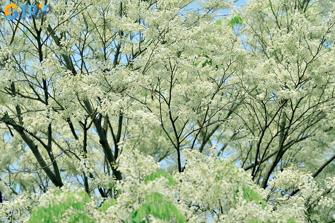 March is when fragrant rosewood flowers bloom across Hanoi, cloaking the city in soft white blossoms and poetic spring beauty