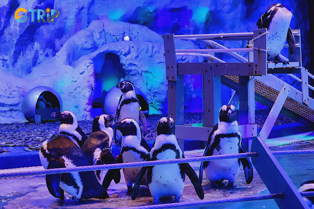 Maximize your visit to Vinpearl Aquarium with tips on timing, tours, transport, and ticketing to enjoy a smooth, enriching underwater adventure