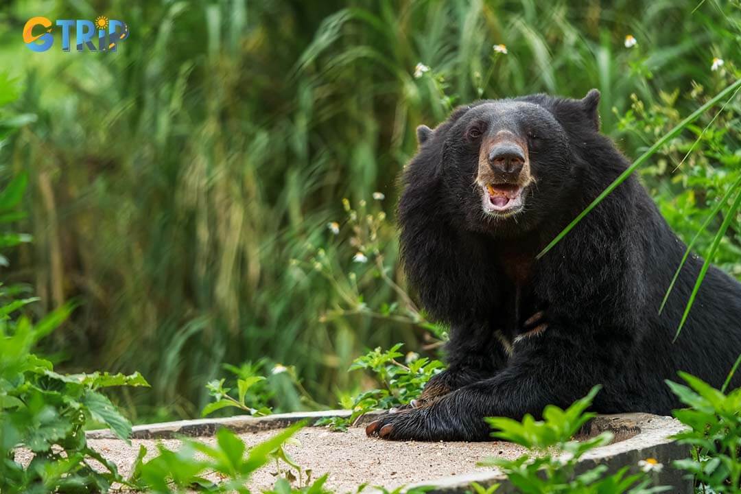 This bear named May