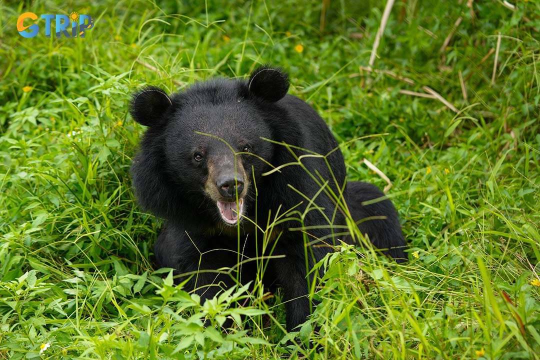 We can see that this bear named May is happily playing inside the garden of Ninh Binh bear sanctuary