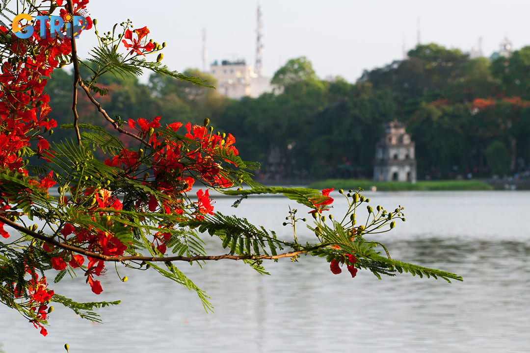 May transforms Hanoi with vibrant splashes of color as phoenix flowers (hoa phuong) bloom across the city