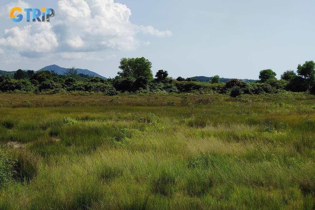 Minh Chau's burnt grass field especially attracts many tourists to take photos