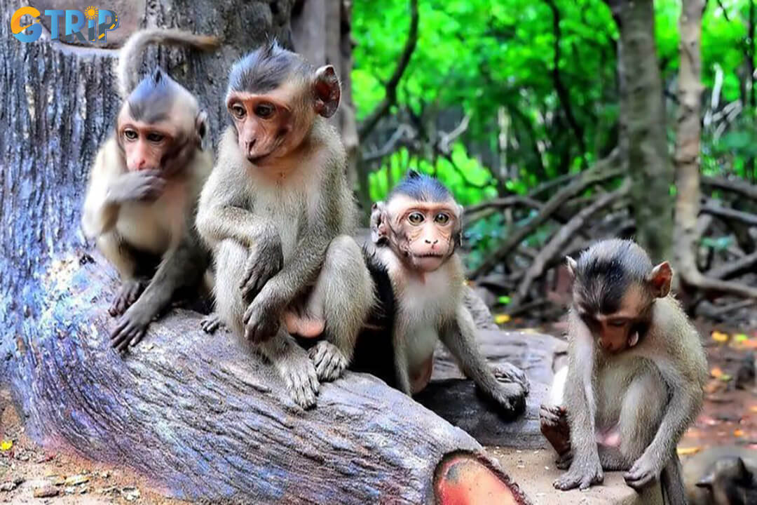 Monkey Island offers a nearby natural retreat from Ho Chi Minh City’s hustle, with its rich and diverse ecosystem